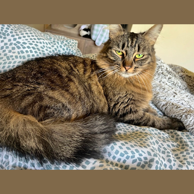 Photo of Foxi Loxi *9 Lives Project Rescue*