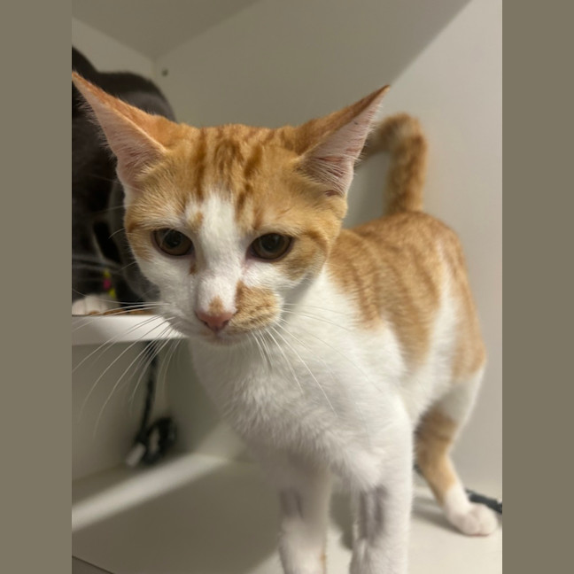 Photo of Pippin