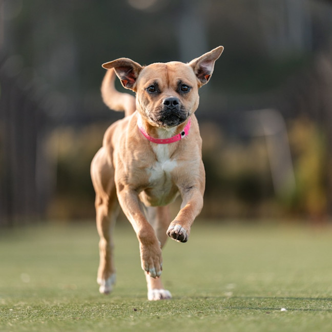 Photo of Lola Imp 1582