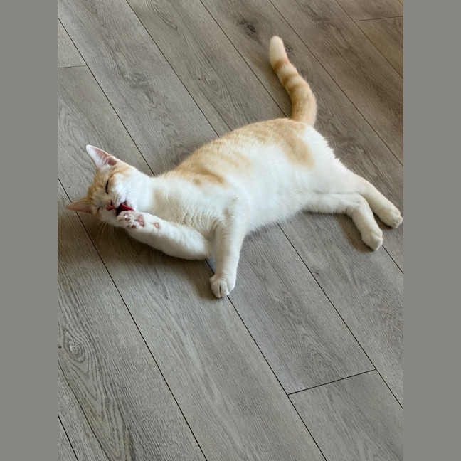 Photo of Alfie
