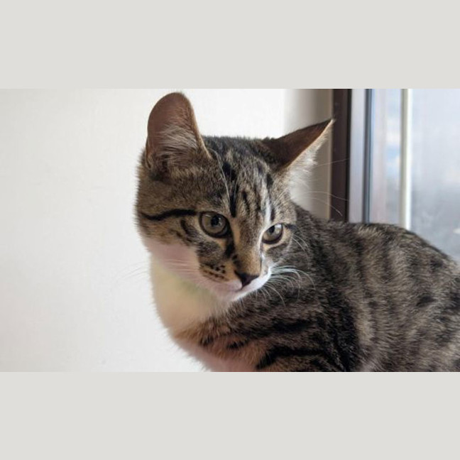 Photo of Tango