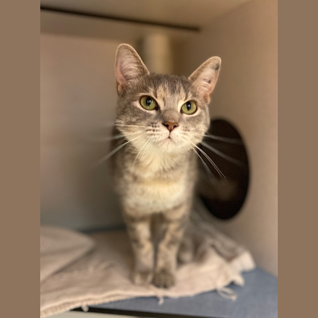 Photo of Piper