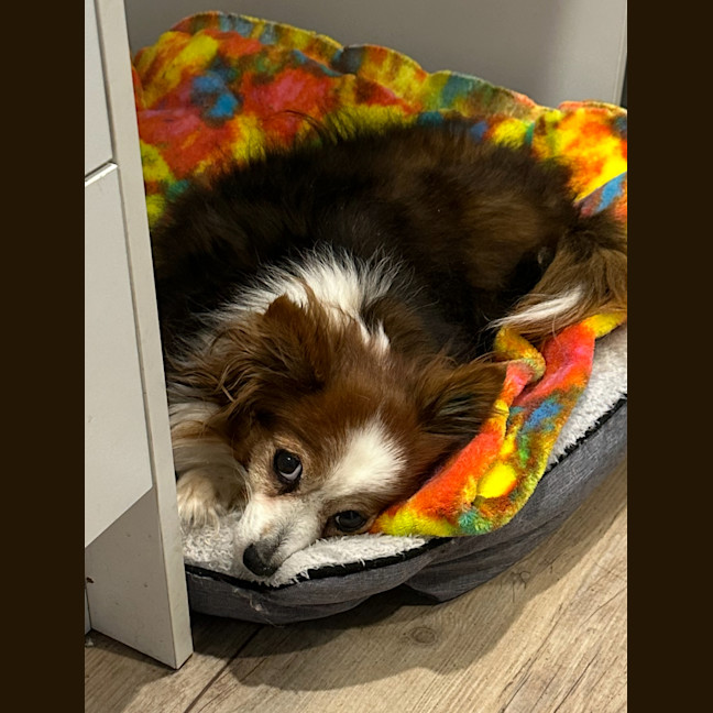 Photo of Monni