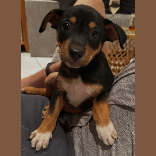 Photo of Pupperoni