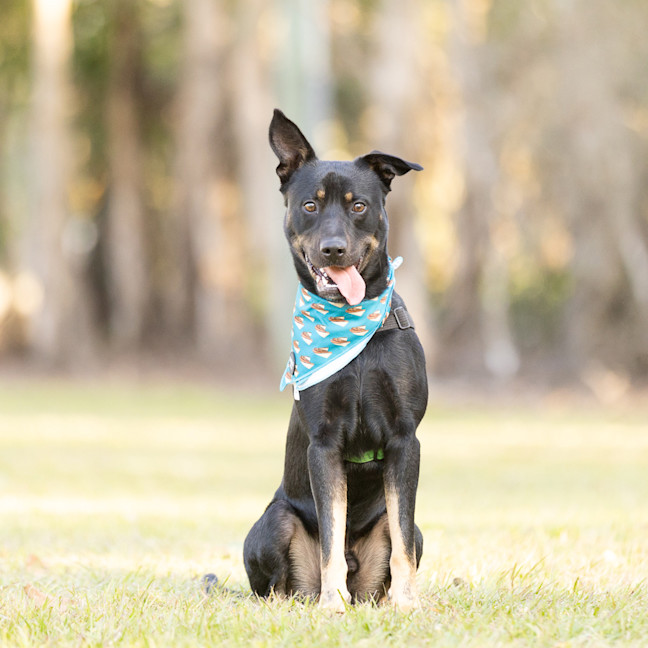 Photo of Buddy