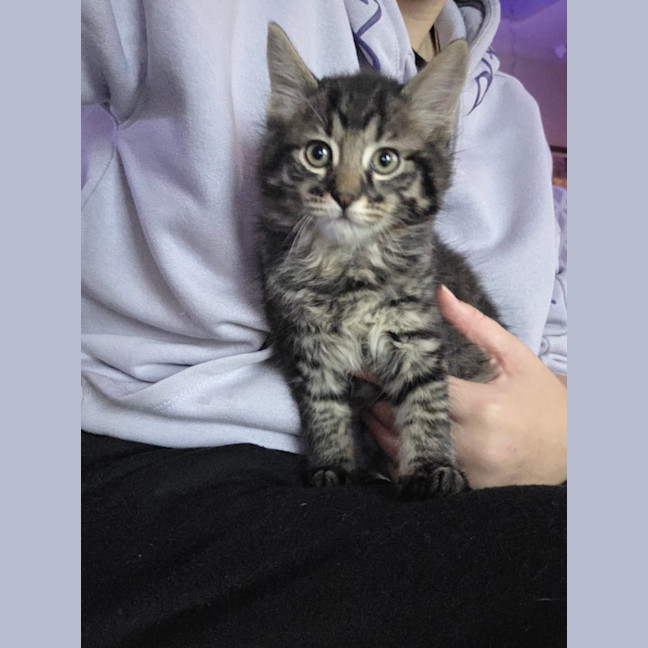Photo of Tiger