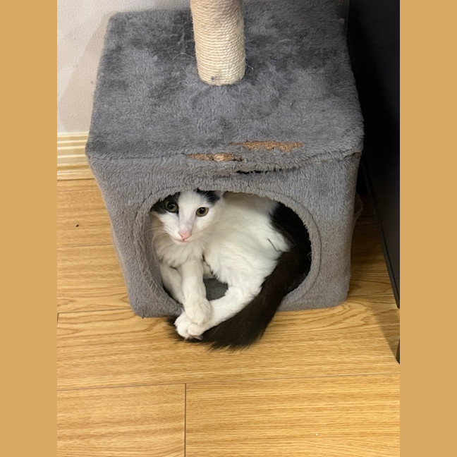 Photo of Luna