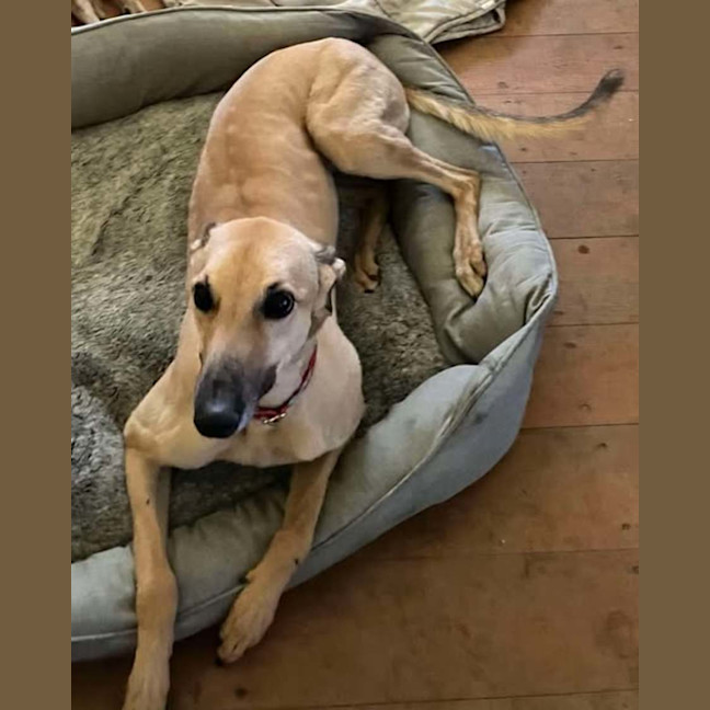 Photo of Toffee, The Cat Friendly Greyhound