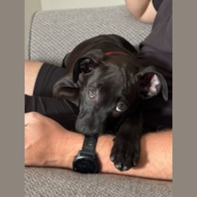 Photo of Tux   4 Month Old Staffy X