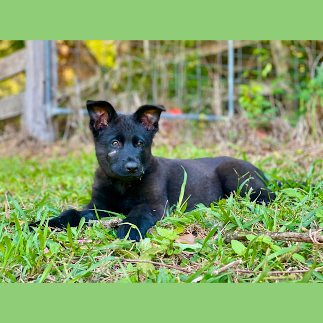 Photo of Monty