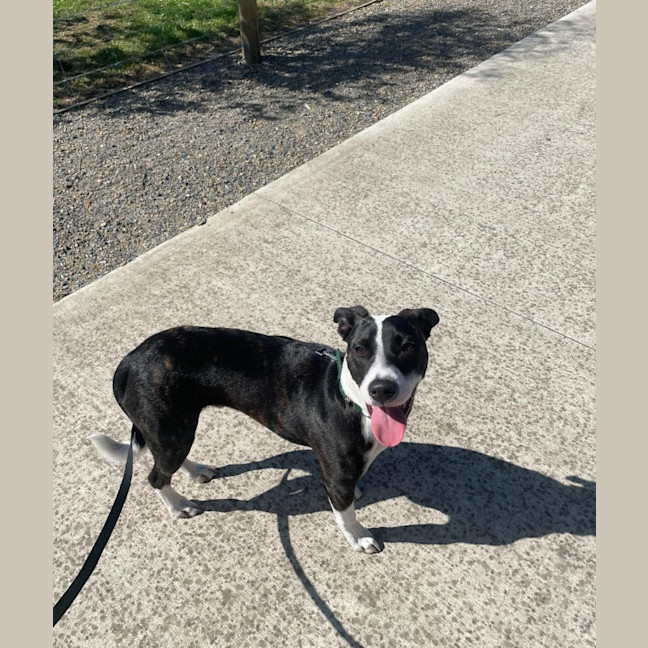 Photo of Comet
