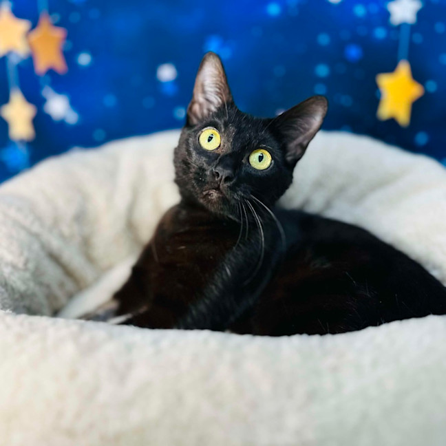 Photo of Mystica   Located In Preston 