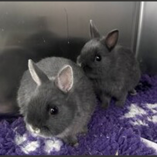Photo of Tyrone (Bonded With Debo)