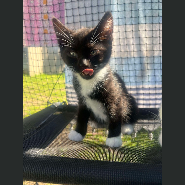 Photo of Oreo