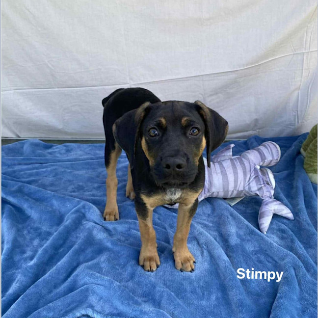 Photo of Stimpy