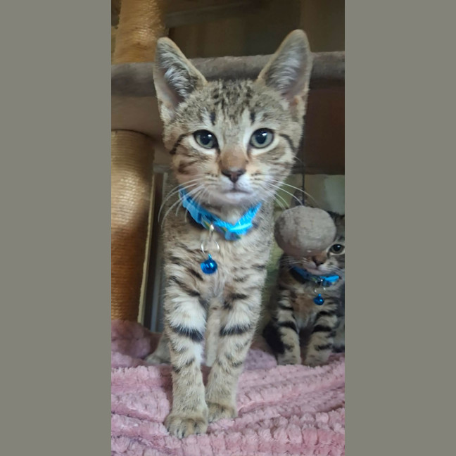 Photo of Paprika