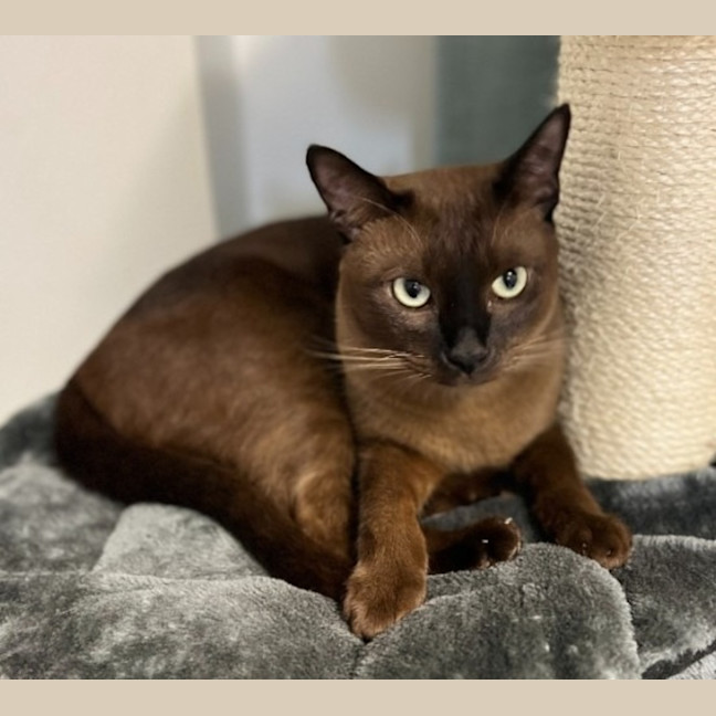 Photo of Bonded Buddies   Teddy And Sylvester