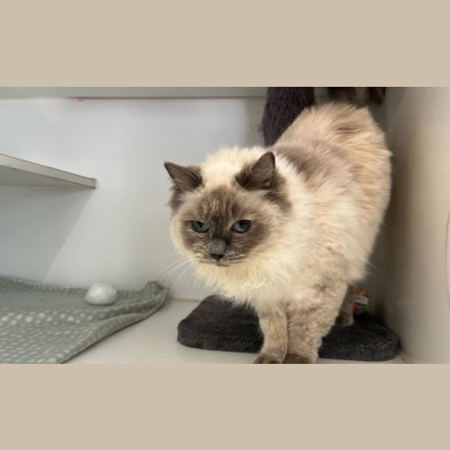 Photo of Petal