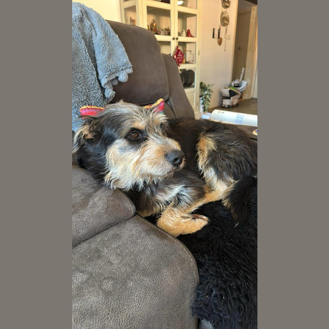 Photo of Bailey