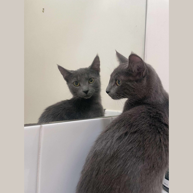 Photo of 🩶 Nico 🩶