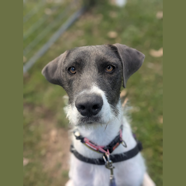 Photo of Stella