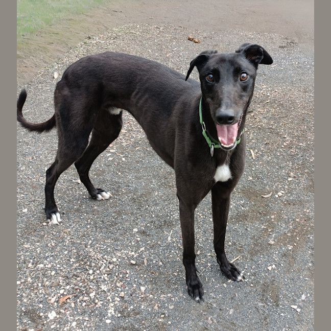 Photo of Rosco