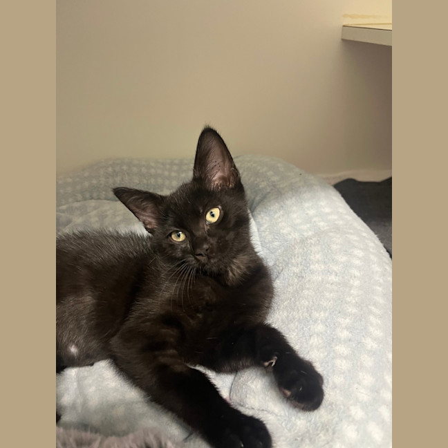 Photo of Nyx
