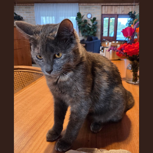 Photo of Lilly