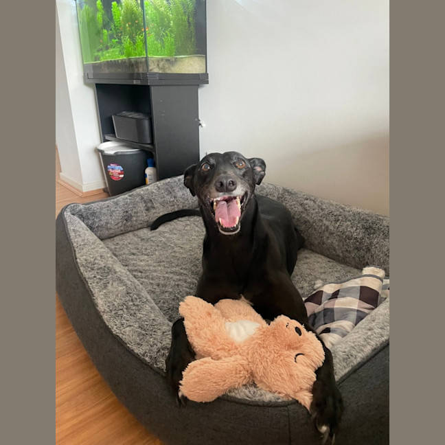 Photo of Haribo   7 Year Old Greyhound 