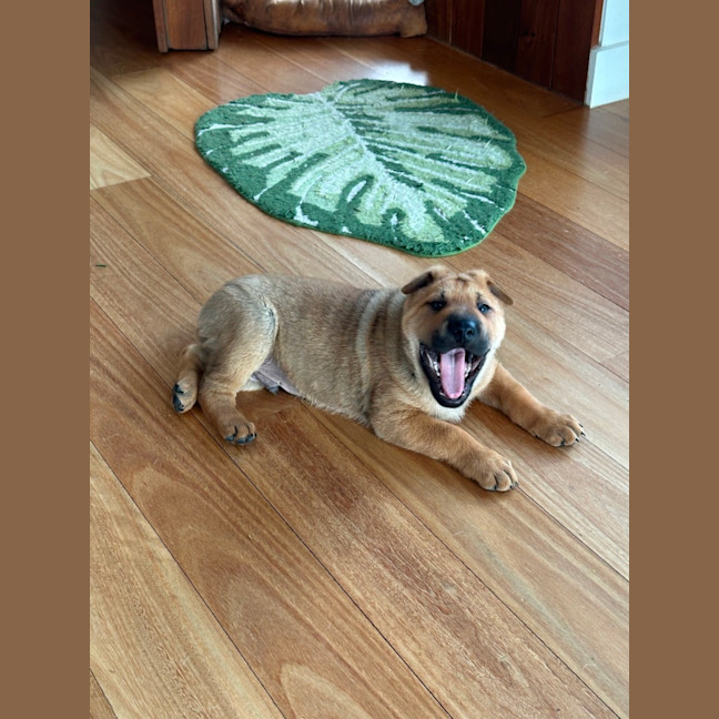 Photo of Jasper