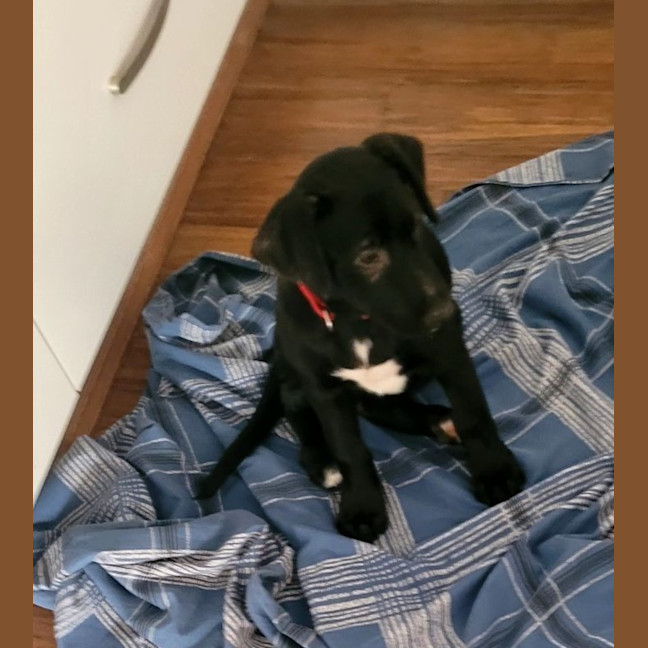 Photo of Macey   12 Week Old Wolfhound X