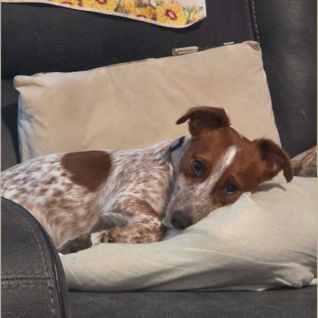 Photo of Chip