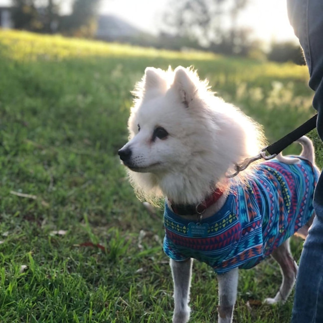 Photo of Piper