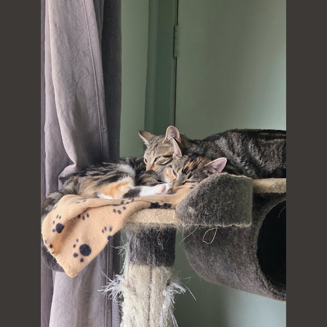 Photo of Cosmo