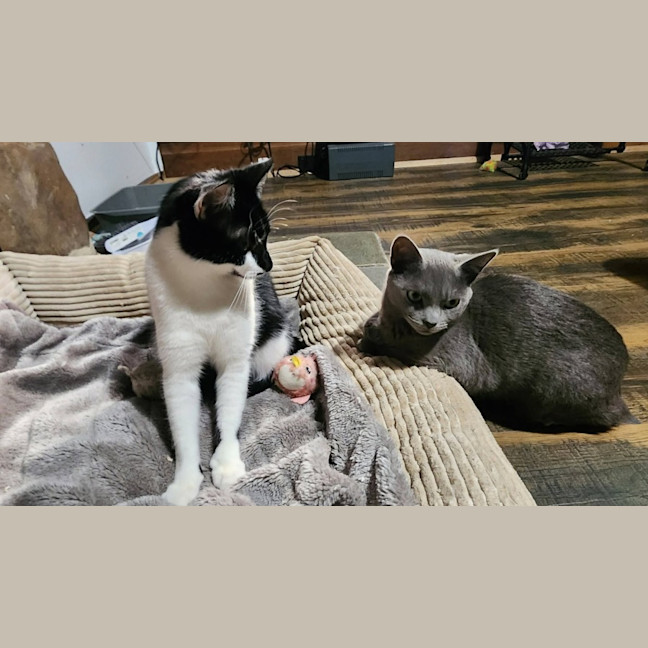 Photo of Heidi And Icy
