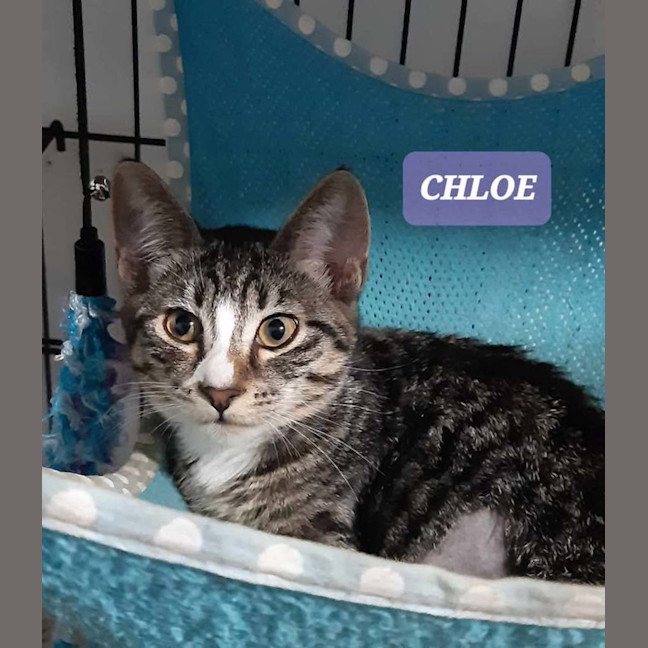 Photo of Chloe