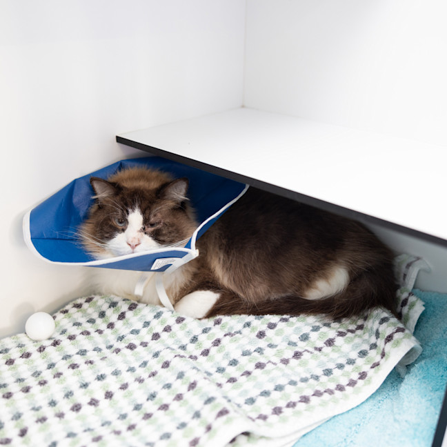 Photo of Elvis