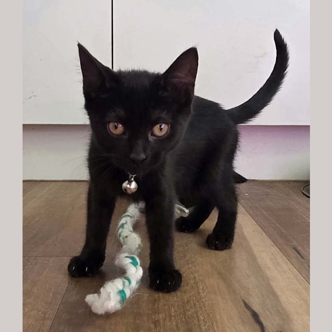 Photo of Blackberry *9 Lives Project Rescue*