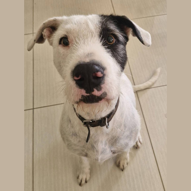 Photo of Yves Saint Laurent