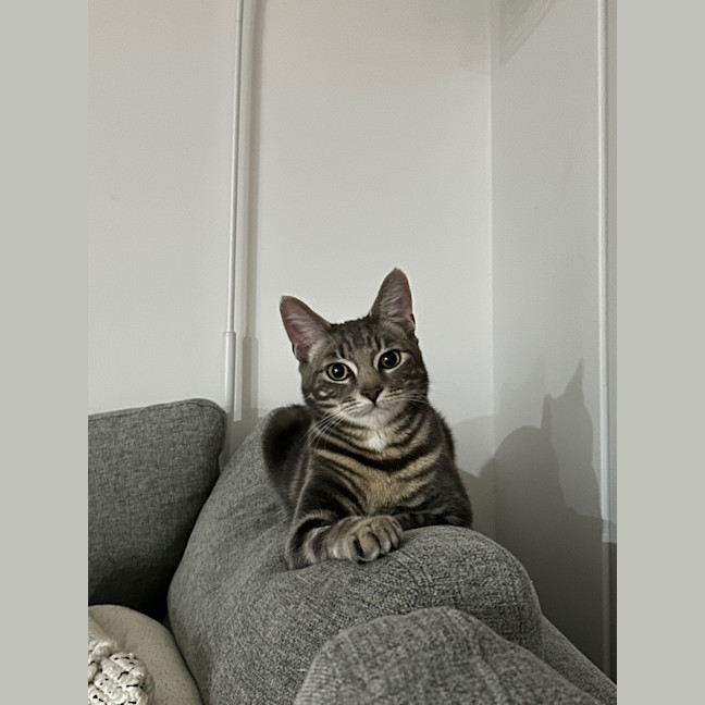 Photo of Rollo