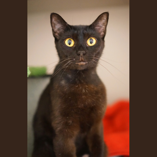 Photo of Petunia