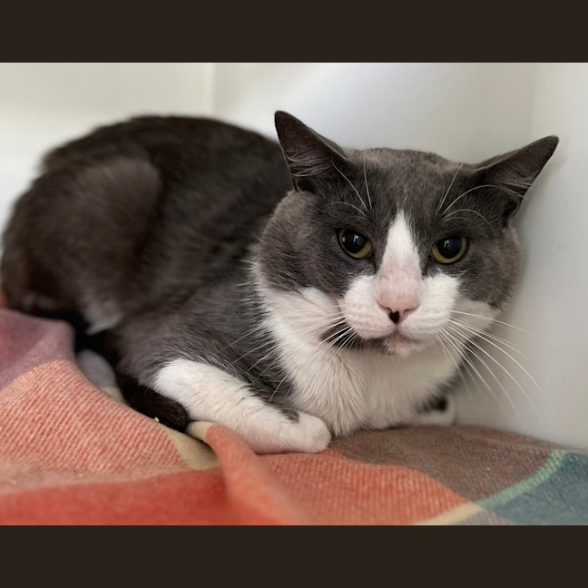 Photo of Vince (Bonded To Nikki & Tommy)