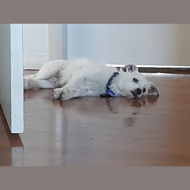 Photo of Gus   11 Year Old Jack Russell X