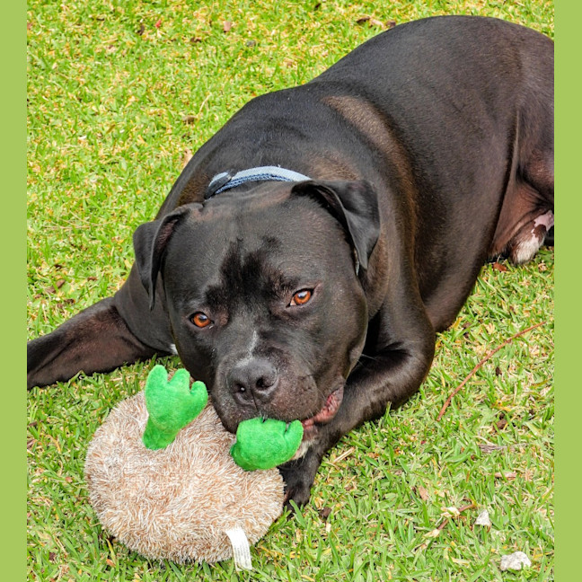 Photo of Buddy
