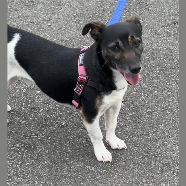 Photo of Boot Scootin Bill