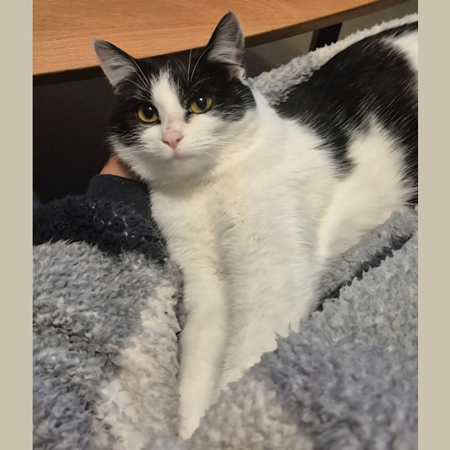 Photo of Luna