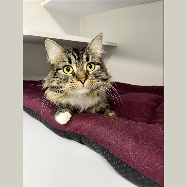 Photo of Simba