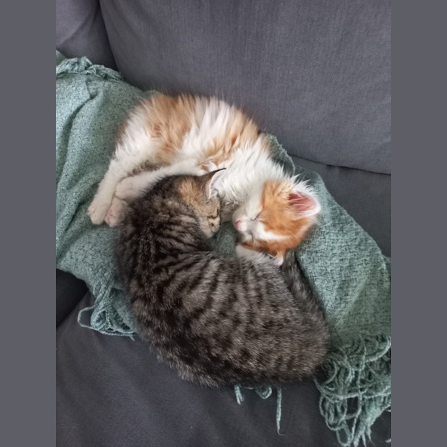 Photo of Flash (With Zuma)