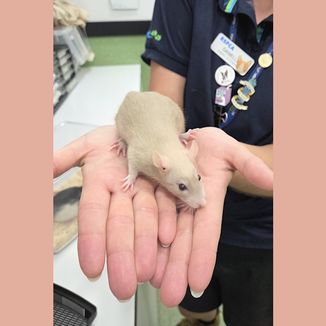 Photo of Ratbert