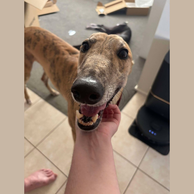 Photo of Spud, The Greyhound